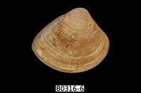 藏品(臺灣文蛤)的圖片